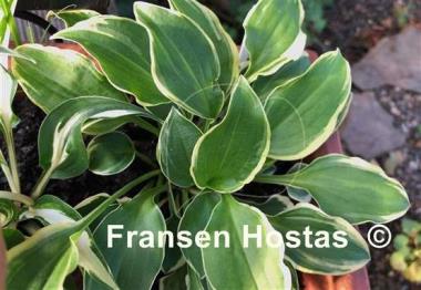 Hosta Lakeside Baby Face