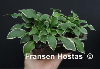 Hosta Lakeside Baby Face