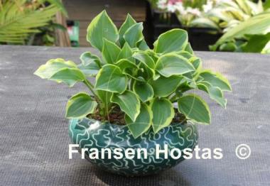 Hosta Lakeside Baby Face