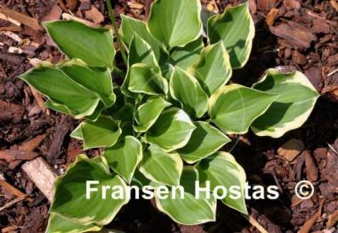 Hosta Lakeside Baby Face