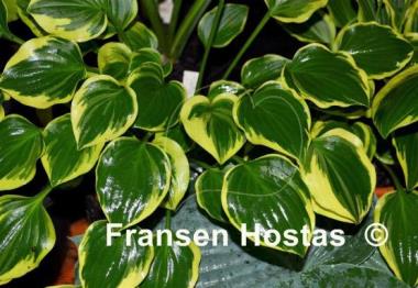 Hosta Lakeside Baby Face