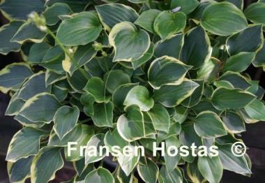 Hosta Lakeside Baby Face