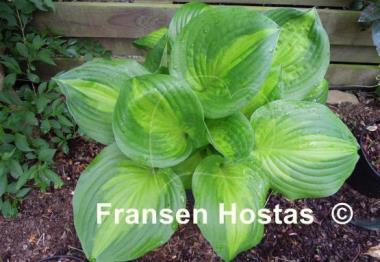 Hosta Lakeside Banana Bay