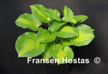 Hosta Lakeside Banana Bay