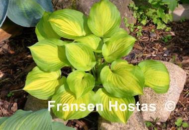 Hosta Lakeside Banana Bay