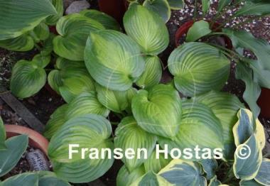 Hosta Lakeside Banana Bay