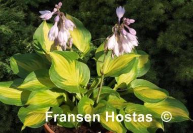 Hosta Lakeside Banana Bay