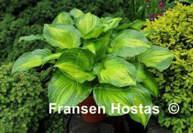Hosta Lakeside Banana Bay