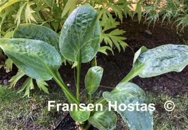 Hosta Lakeside Beach Bum