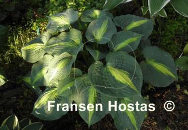 Hosta Lakeside Beach Captain