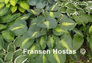 Hosta Lakeside Beach Captain
