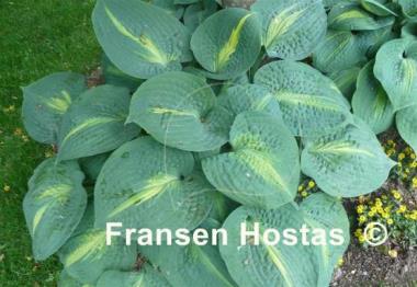 Hosta Lakeside Beach Captain