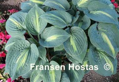 Hosta Lakeside Beach Captain