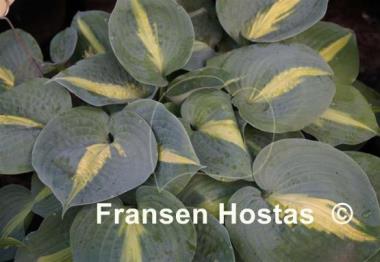 Hosta Lakeside Beach Captain