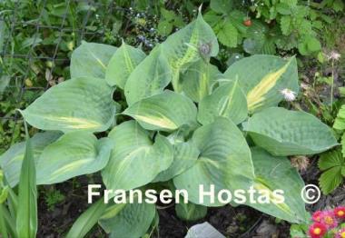 Hosta Lakeside Beach Captain