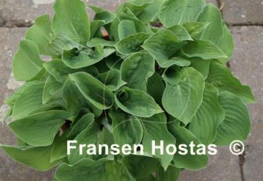 Hosta Lakeside Blue Cherub