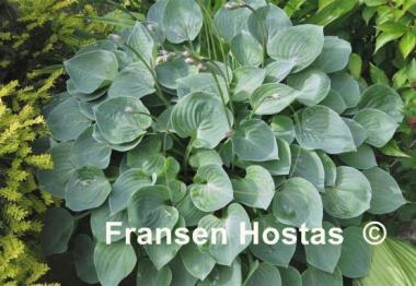 Hosta Lakeside Blue Cherub
