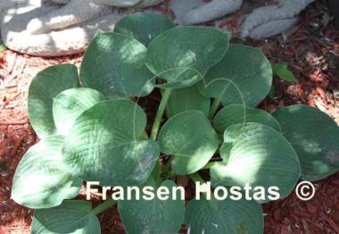 Hosta Lakeside Blue Confusion