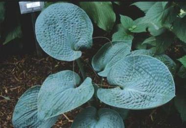 Hosta Lakeside Blue Jeans