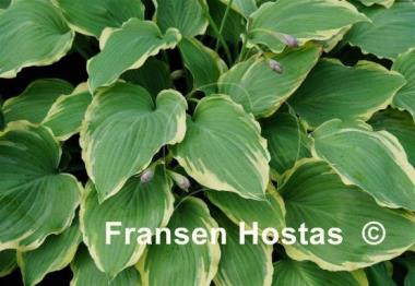 Hosta Lakeside Breaking News