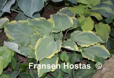 Hosta Lakeside Breaking News