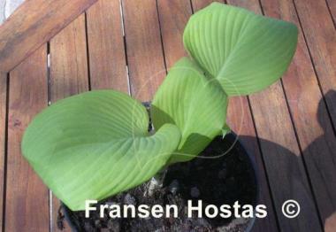 Hosta Lakeside Butter Ball
