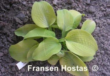 Hosta Lakeside Butter Ball