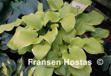 Hosta Lakeside Cha Cha