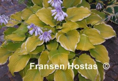 Hosta Lakeside Cha Cha