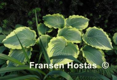 Hosta Lakeside Cindy Cee
