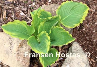 Hosta Lakeside Cindy Cee