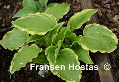 Hosta Lakeside Cindy Cee