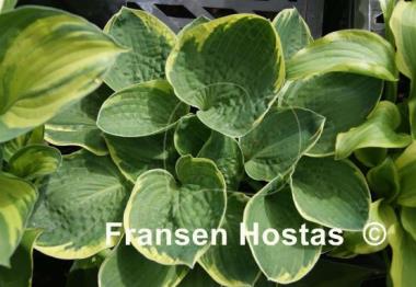 Hosta Lakeside Circle O