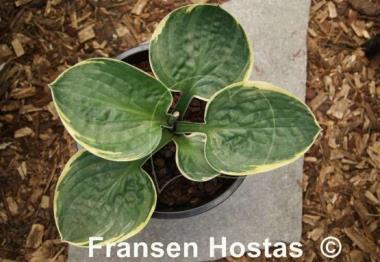 Hosta Lakeside Circle O