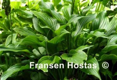 Hosta Lakeside Coal Miner