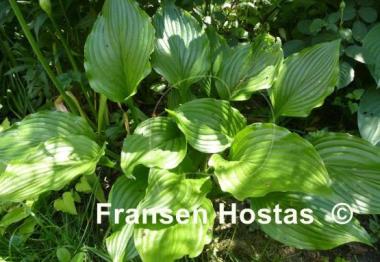 Hosta Lakeside Coal Miner