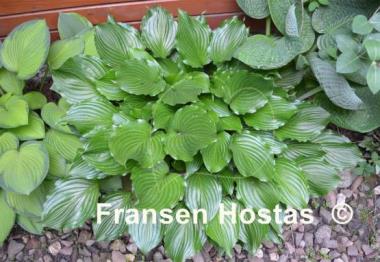 Hosta Lakeside Coal Miner