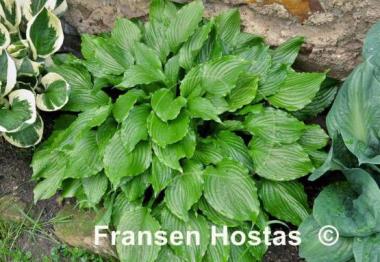 Hosta Lakeside Coal Miner