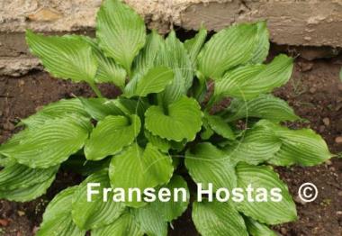 Hosta Lakeside Coal Miner