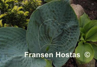 Hosta Lakeside Color Blue