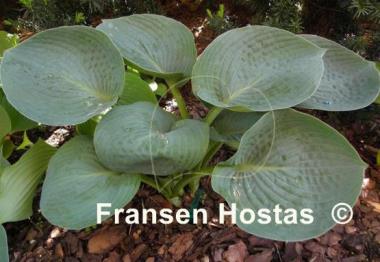 Hosta Lakeside Color Blue