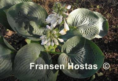 Hosta Lakeside Color Blue
