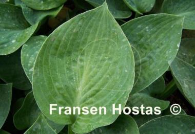 Hosta Lakeside Color Blue