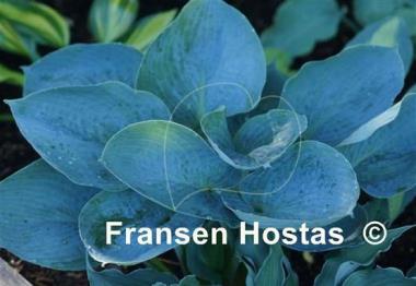 Hosta Lakeside Color Blue