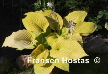 Hosta Lakeside Contender