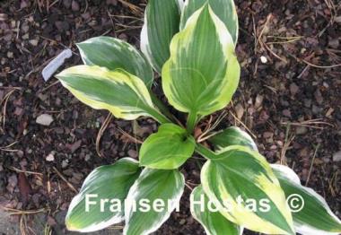 Hosta Lakeside Cranberry Relish