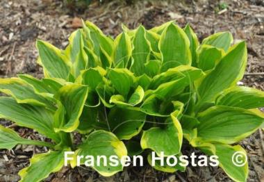 Hosta Lakeside Cranberry Relish