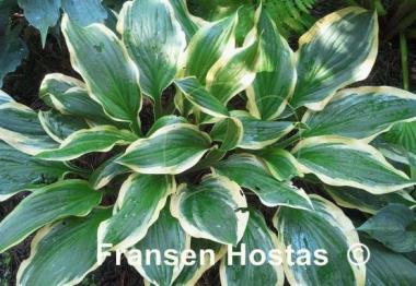 Hosta Lakeside Cranberry Relish
