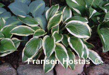 Hosta Lakeside Cranberry Relish
