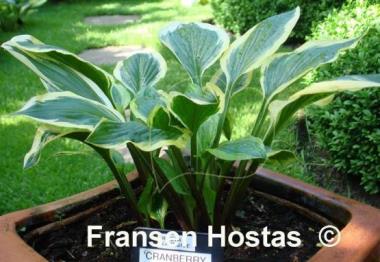 Hosta Lakeside Cranberry Relish